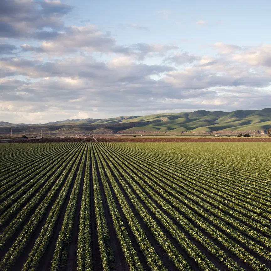 End-to-End-Agricultural-Value-Chain-Support Beyond colors texttile