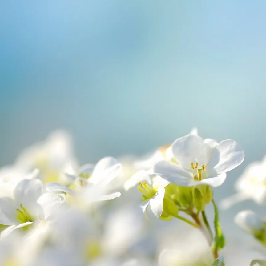 Functional-Fragrance-for-a-Healthier-Environment sustainable textile