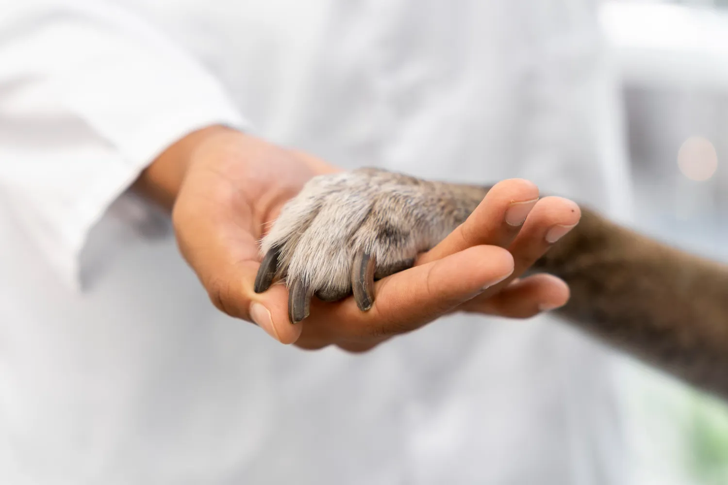 animal care section image