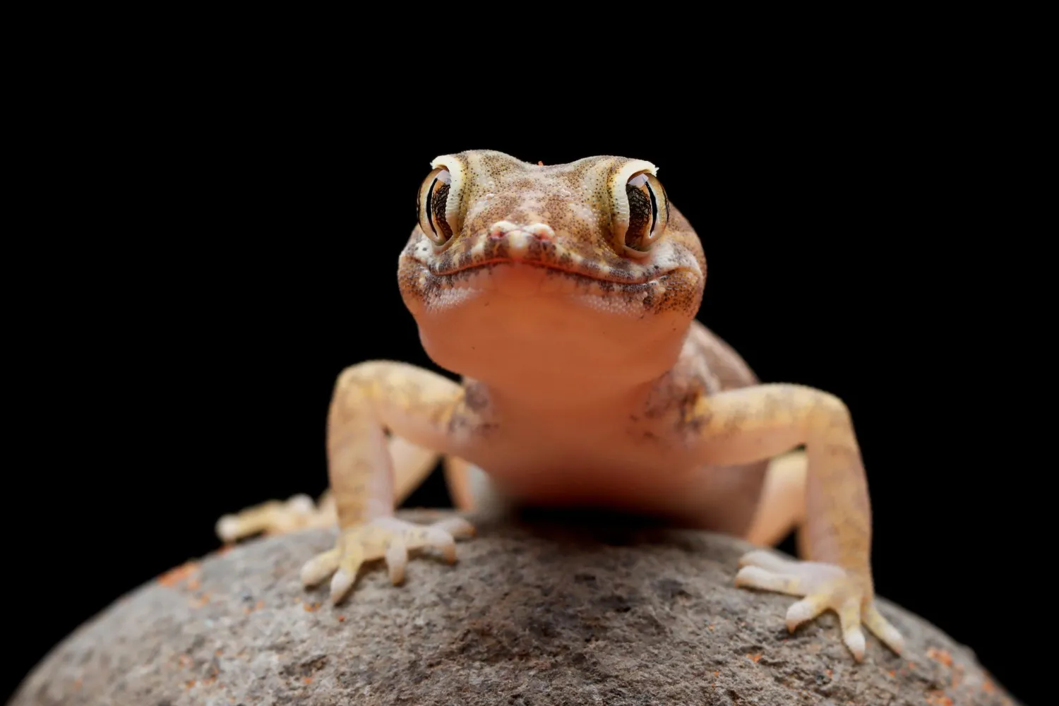 lizards