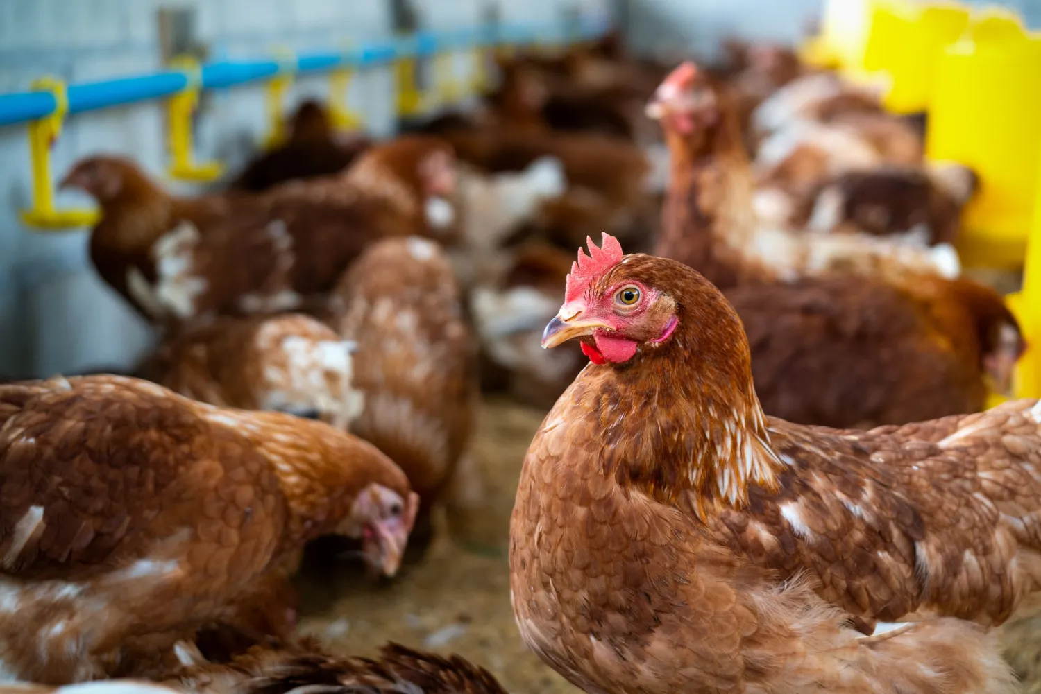 poultry