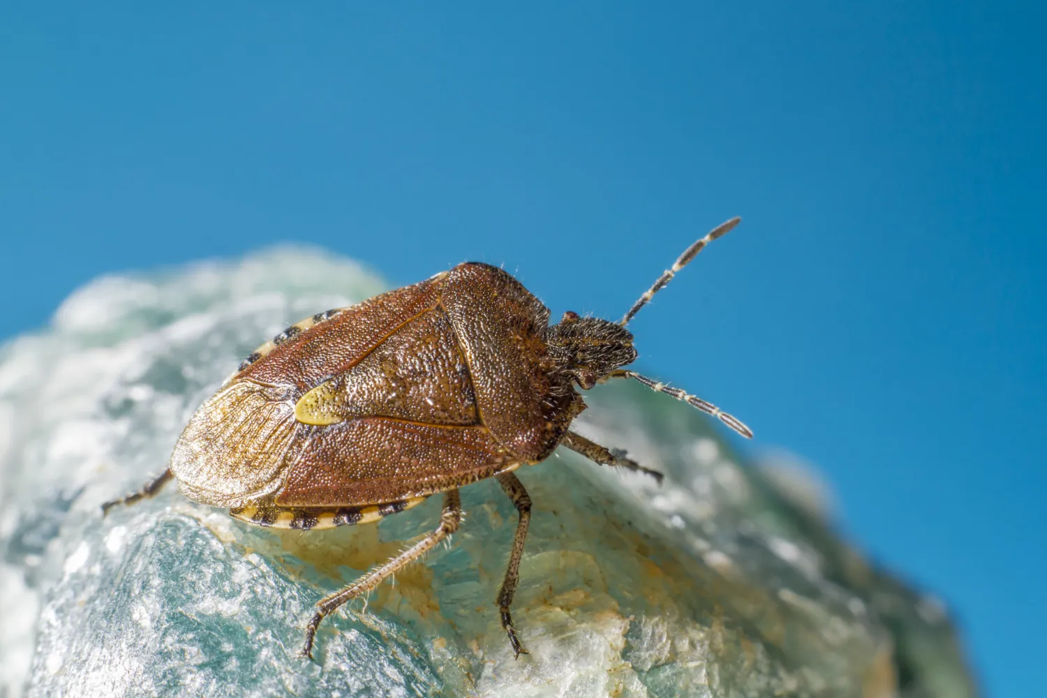 ticks kill
