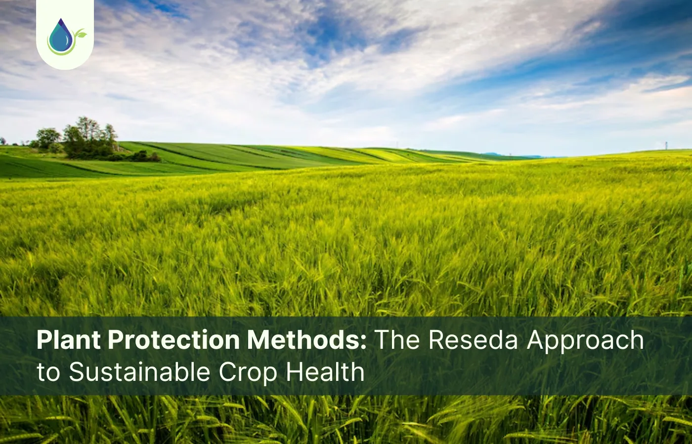 Plant Protection Methods- The Reseda Approach to Sustainable Crop Health banner image Plant Protection Methods - The Reseda Approach to Sustainable Crop Health banner image