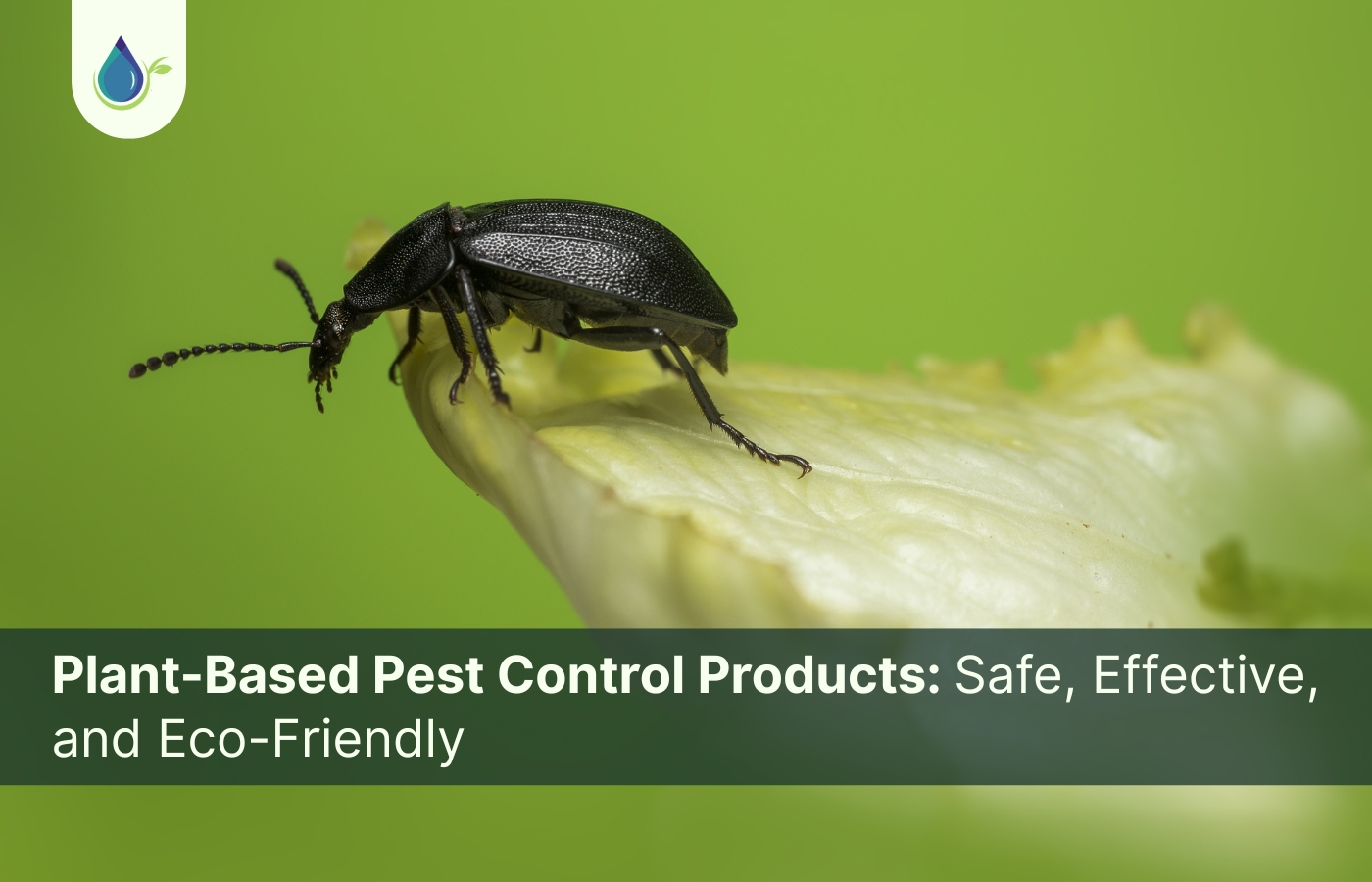 Plant-Based Pest Control Products: Safe, Effective, and Eco-Friendly