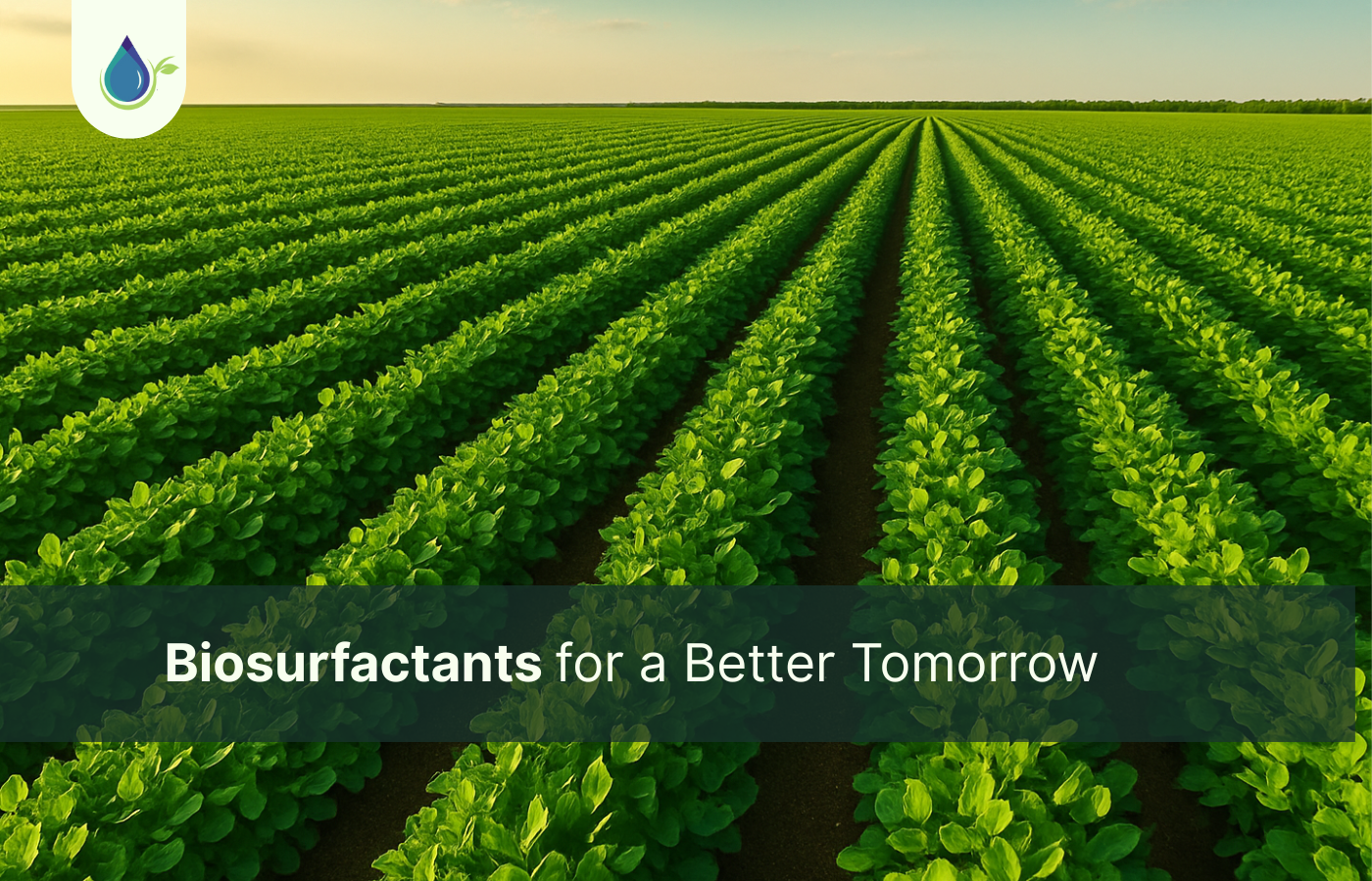 Biosurfactants for a Better Tomorrow