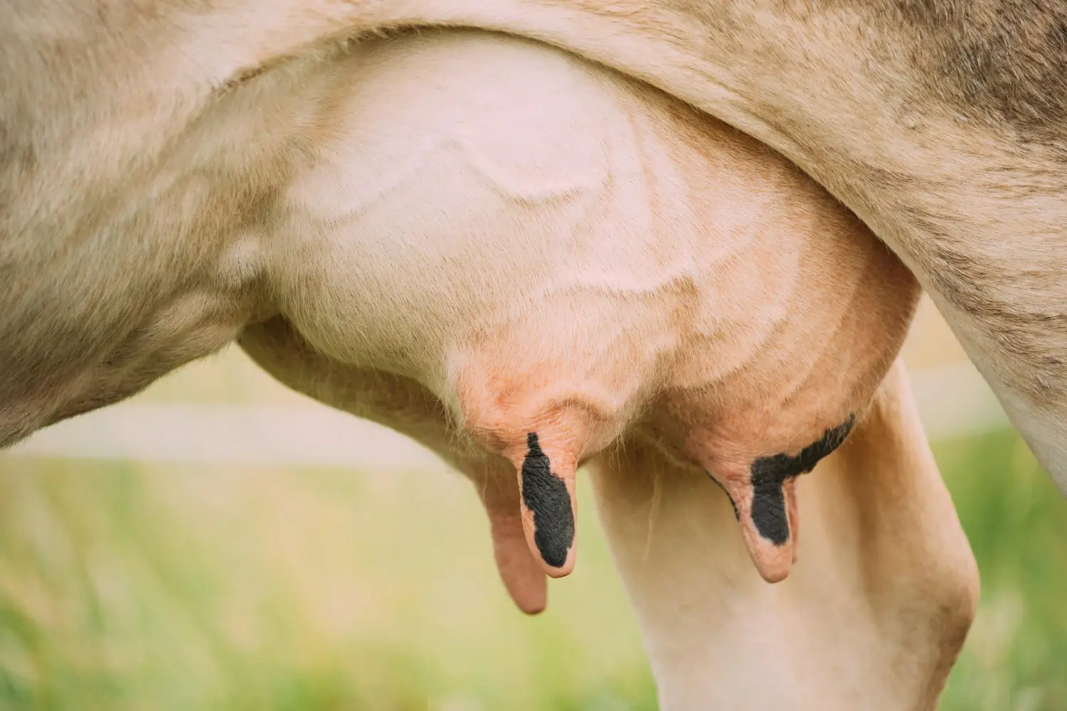 Cow mastitis and immunity support 