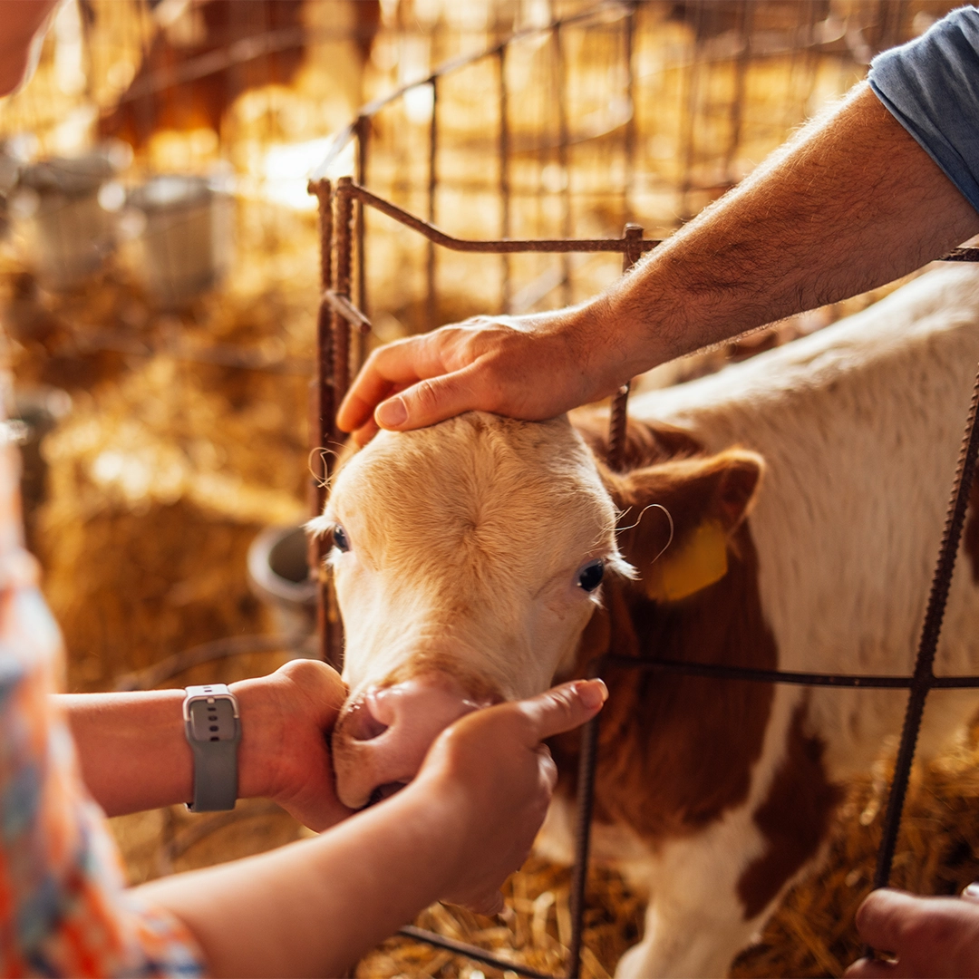 Calf receiving care on the farm as part of natural pet care and livestock wellness