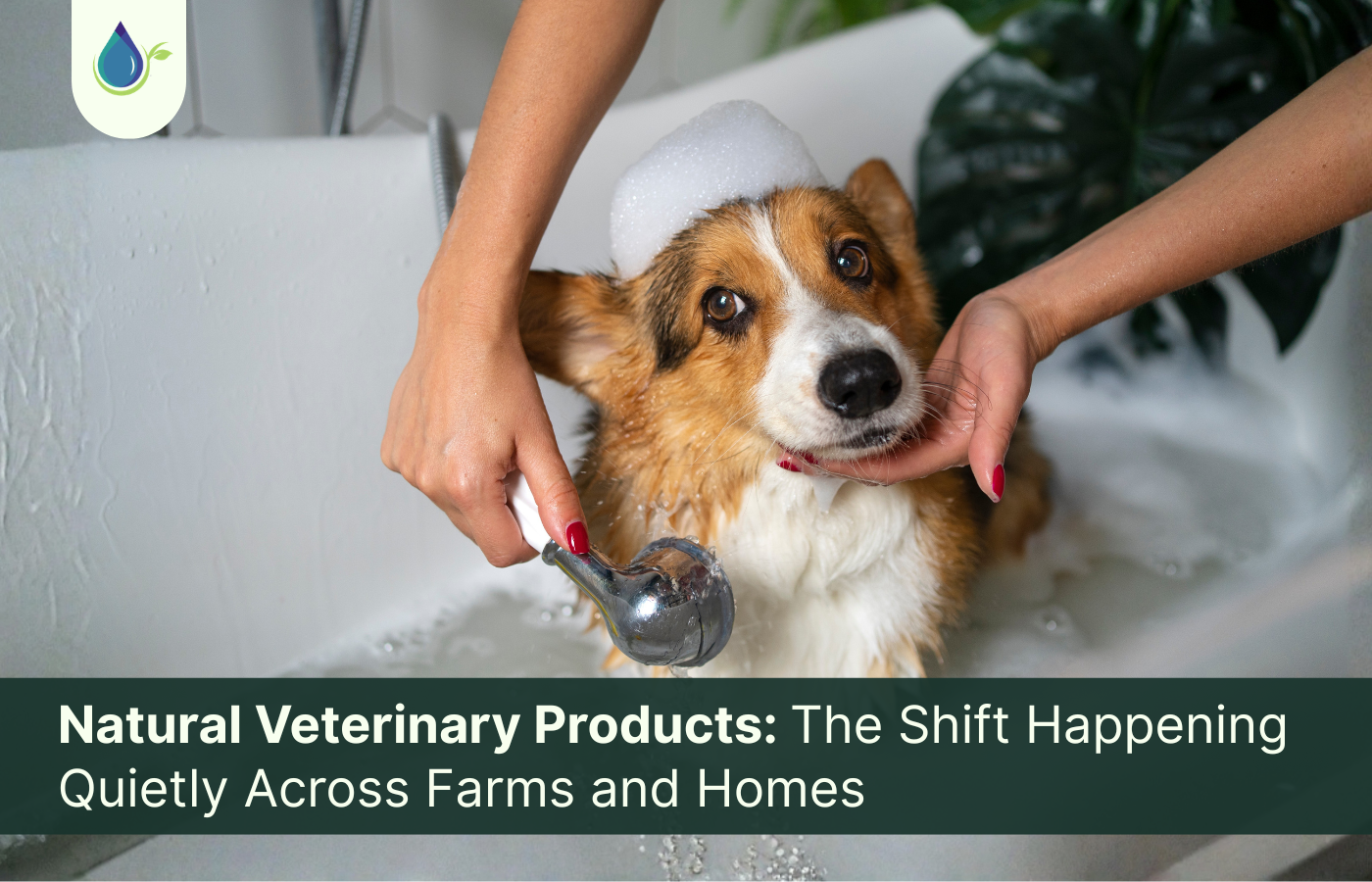 Natural Veterinary Products: The Shift Happening Quietly Across Farms and Homes