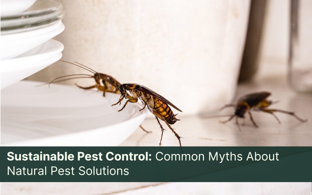 Sustainable Pest Control: Common Myths About Natural Pest Solutions