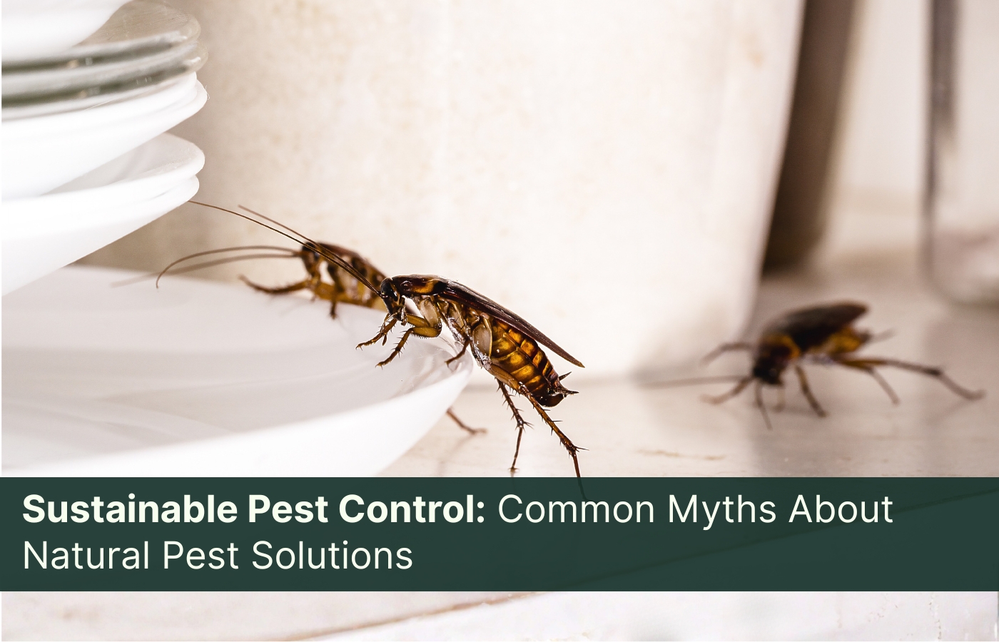 Sustainable Pest Control: Common Myths About Natural Pest Solutions