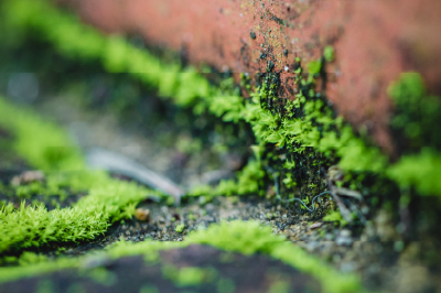 Exterior paint finish protection that prevents algae growth on building surfaces