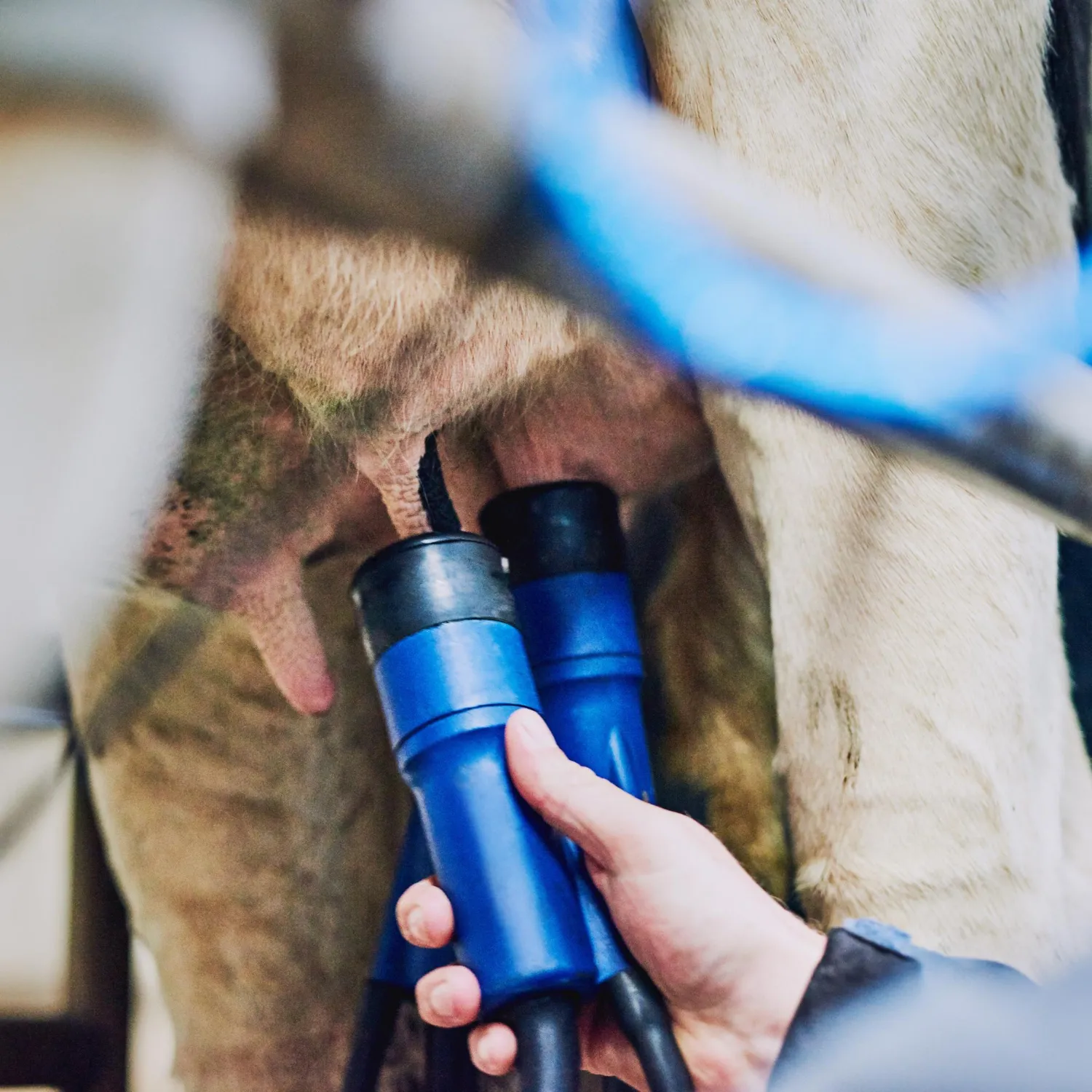 Veterinary products supporting livestock hygiene and dairy farm animal care