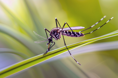 Natural mosquito repellent additive used in paint finish for pest protection