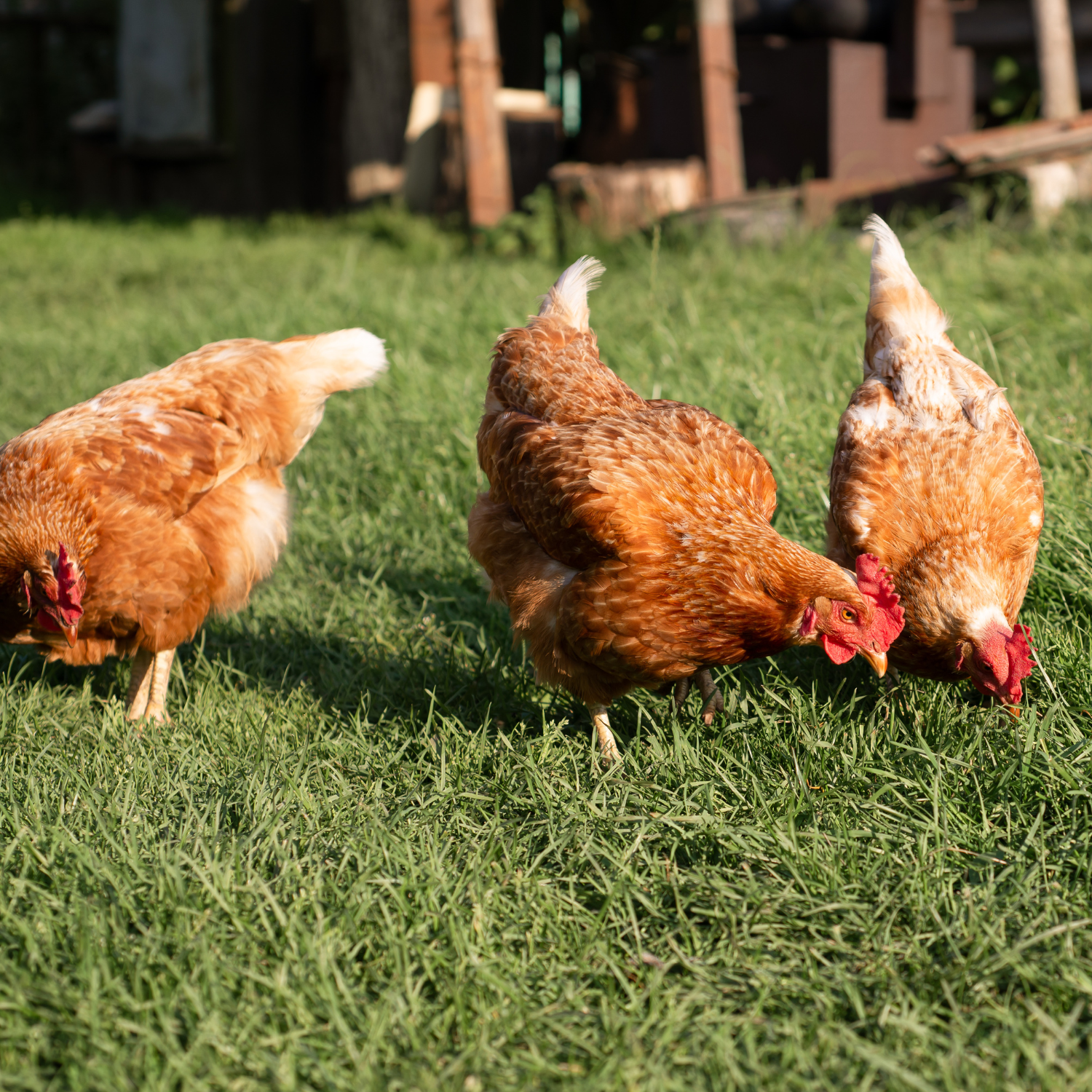 Alt text<br />
 Veterinary products supporting poultry hygiene, disease prevention and livestock health<br />
