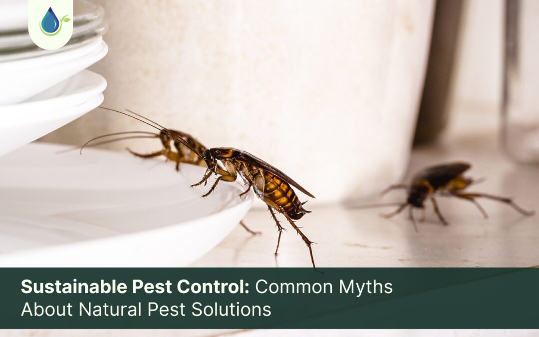Sustainable Pest Control: Common Myths About Natural Pest Solutions